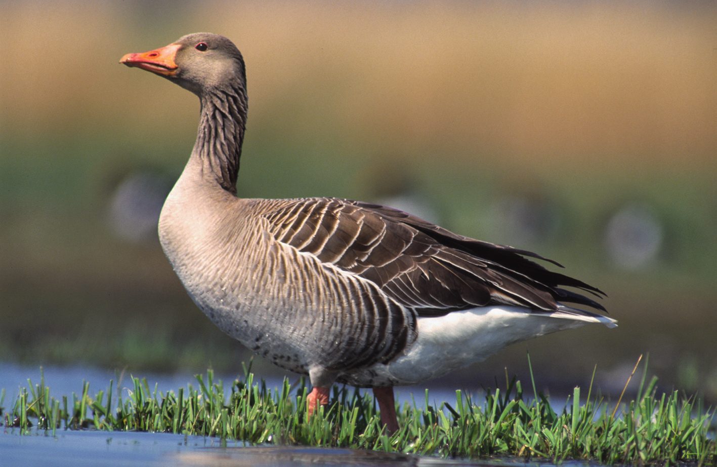 grauwe gans