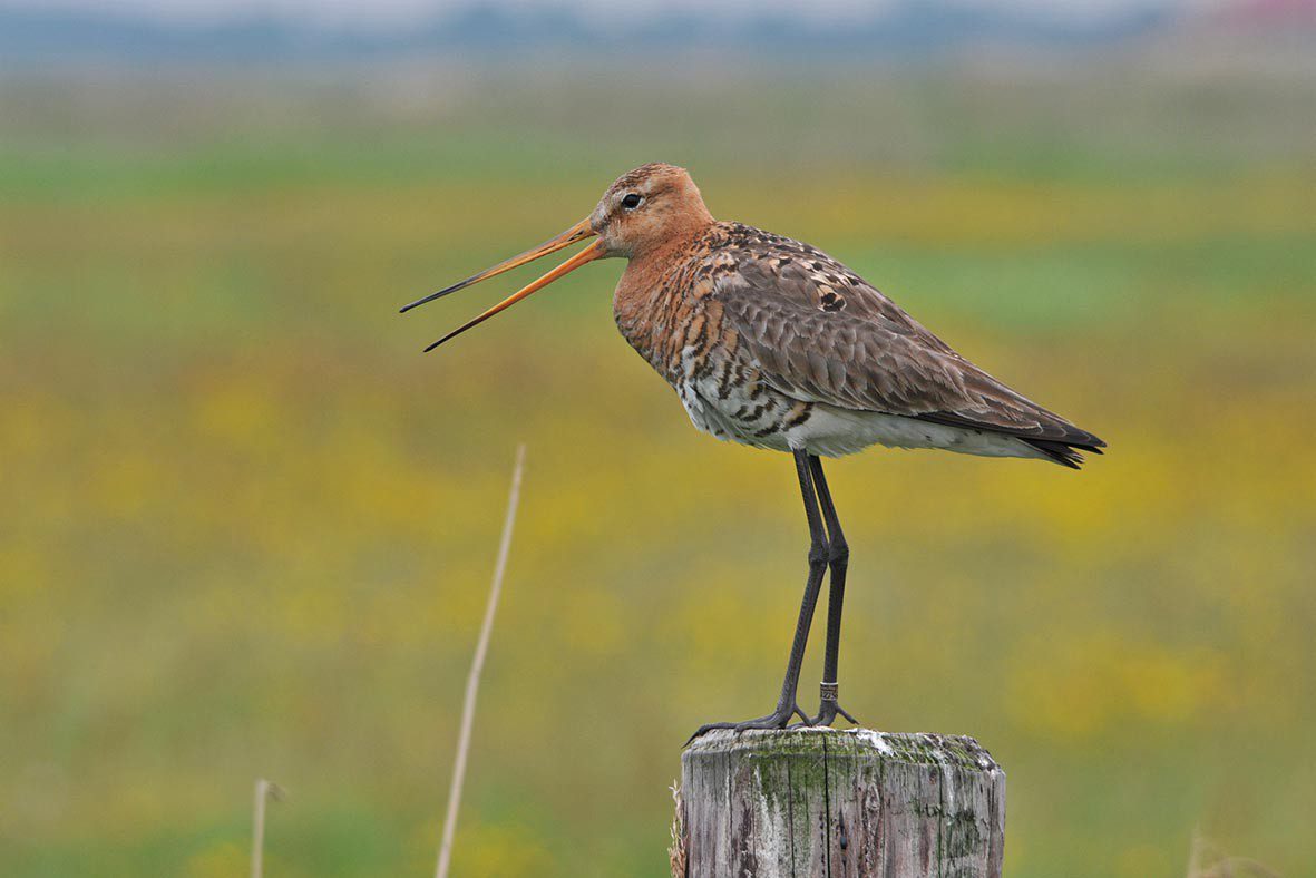Grutto