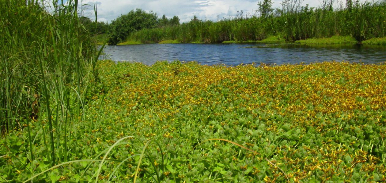 Wikelsân in de Alde Feanen