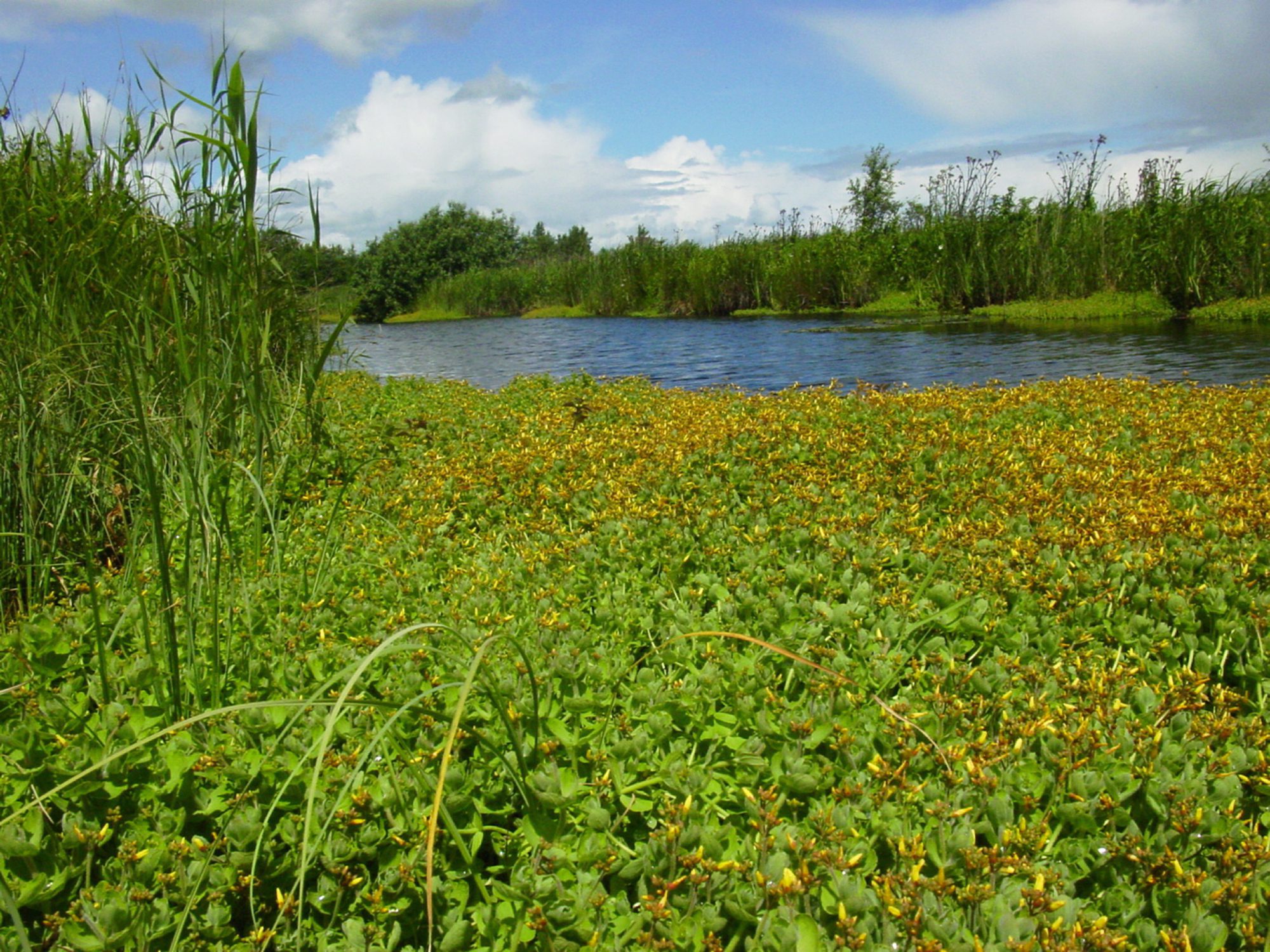 Wikelsân in de Alde Feanen