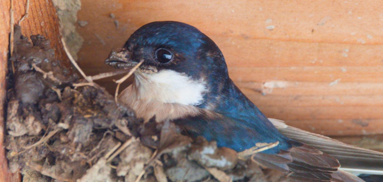 Foto van Huiszwaluw In Nestkast