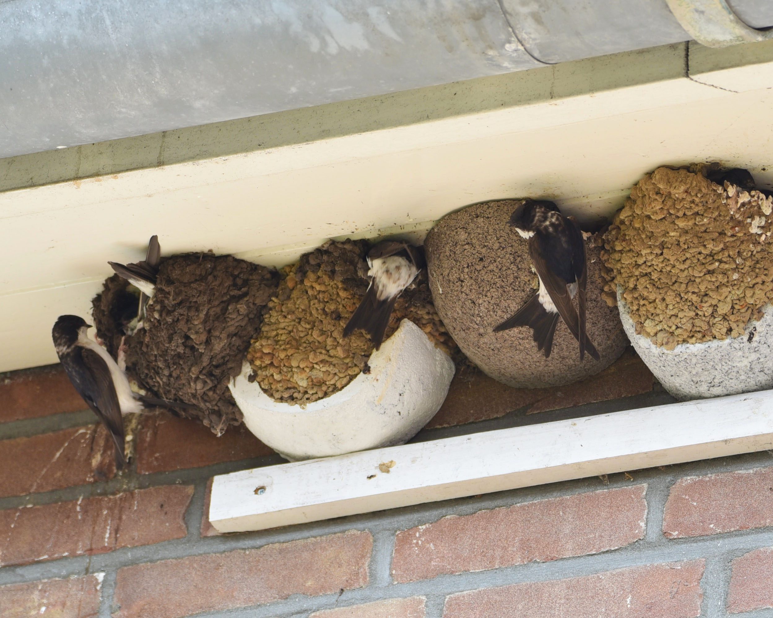 Huiszwaluwen die nestmateriaal lenen