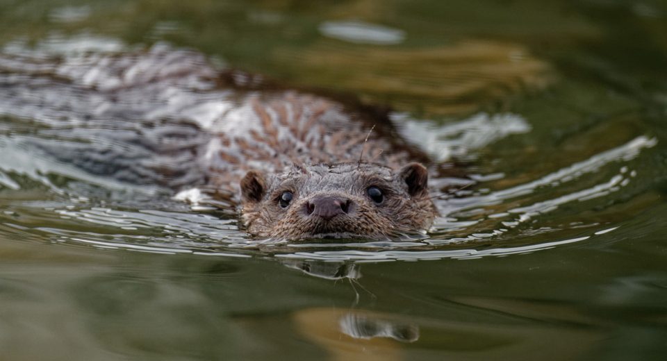 lezing Nationaal Park De Alde Feanen