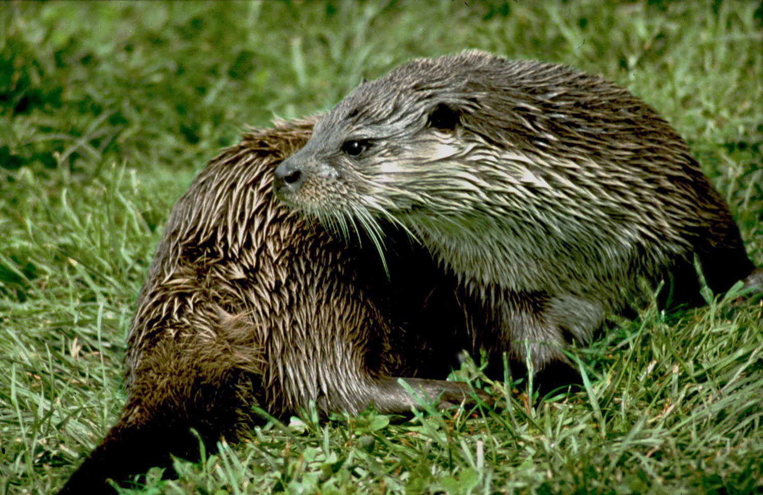 Otter