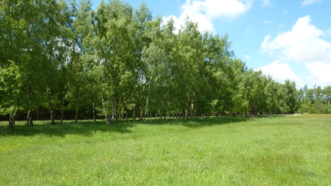 trees for all ketliker skar