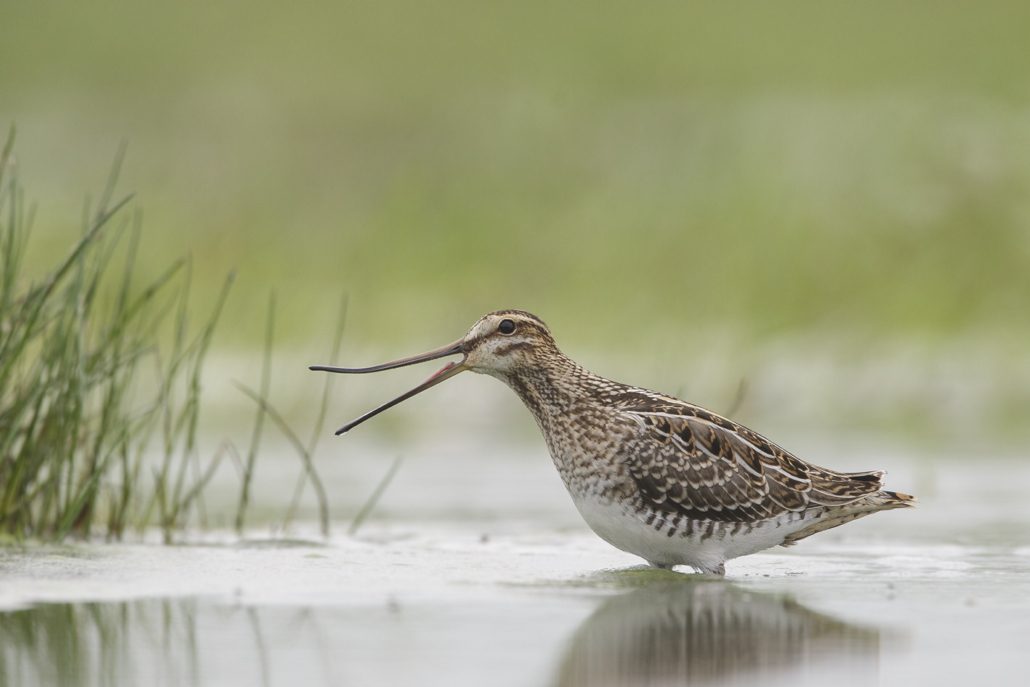 watersnip