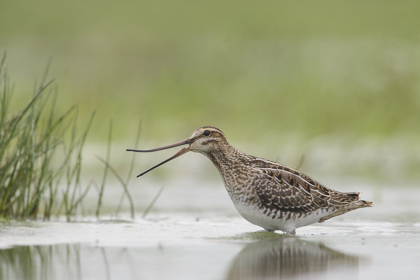 Wie maakt welk geluid? Weidevogels herkennen | It Fryske Gea