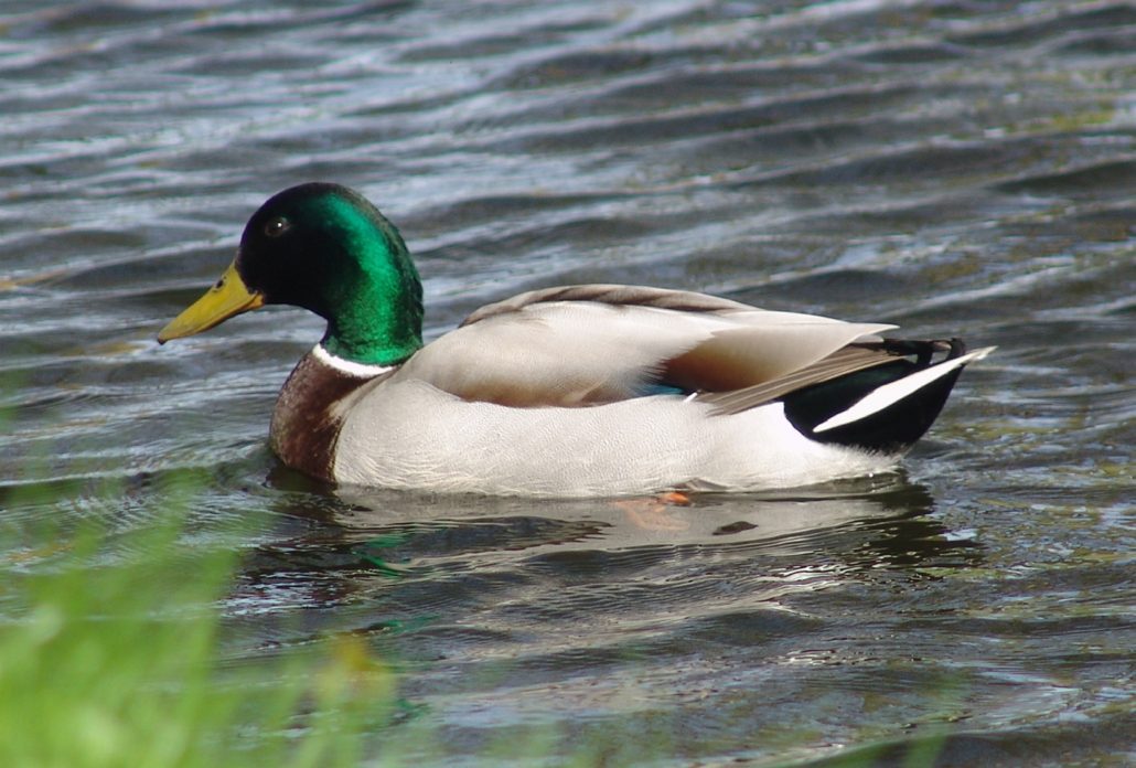 wilde eend
