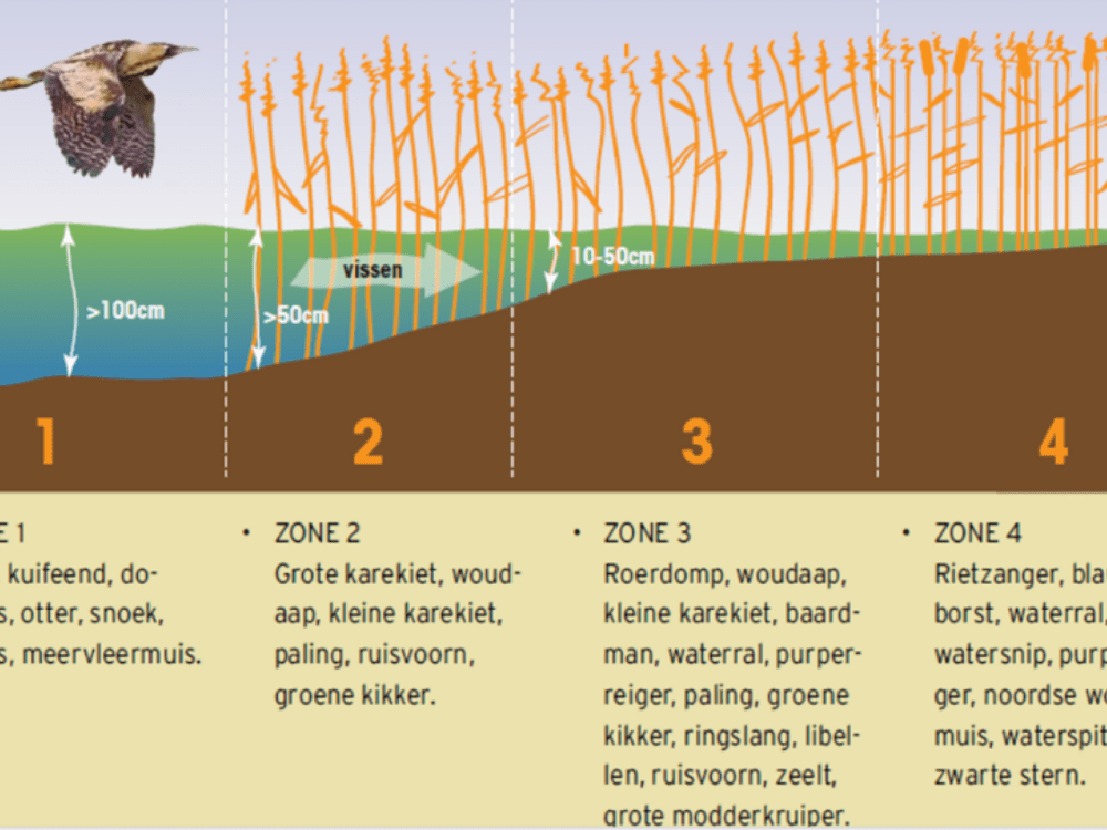Diersoorten in waterriet