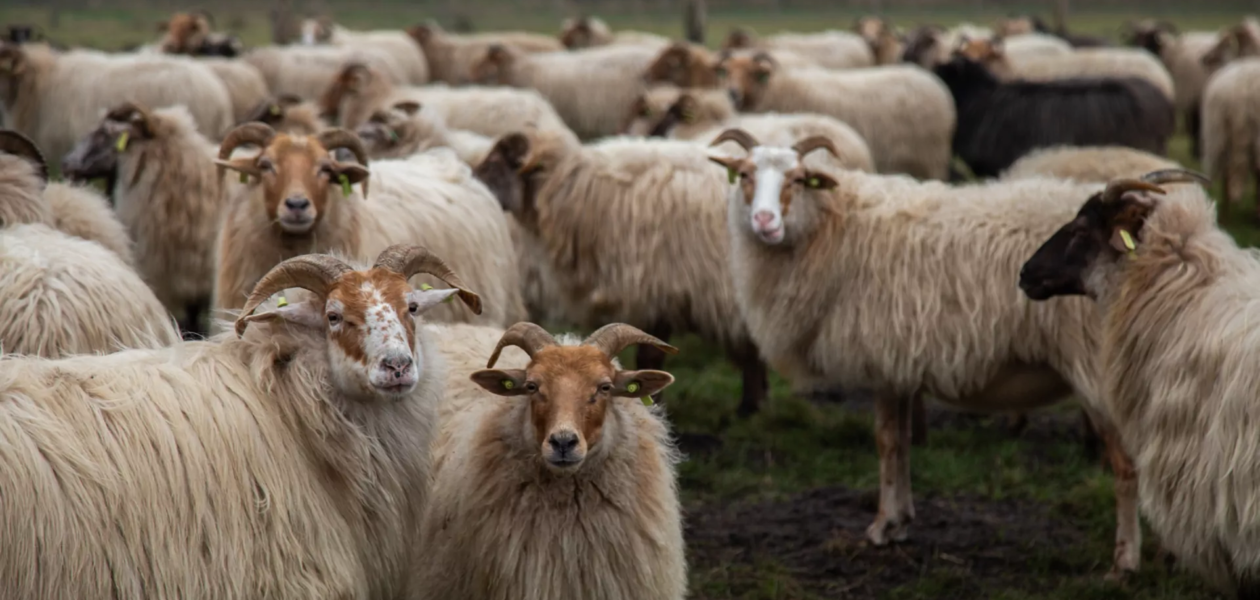 Drentse heideschapen