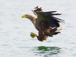 excursie zeearend spotten