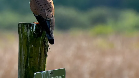 Bericht: Brandgevaar in natuurgebieden