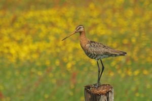 excursie weidevogel alde feanen