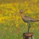excursie weidevogel alde feanen