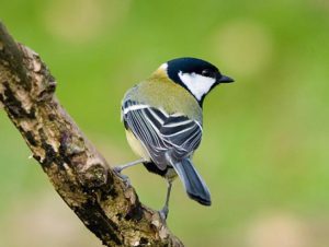 excursie wandelen ketliker skar