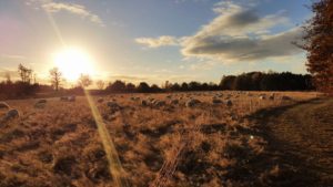 excursie wandelen schaopedobbe