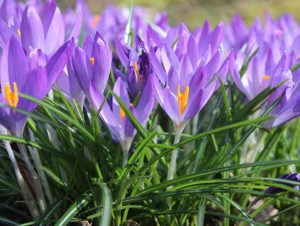 wandelen martenastate excursie