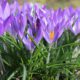 wandelen martenastate excursie