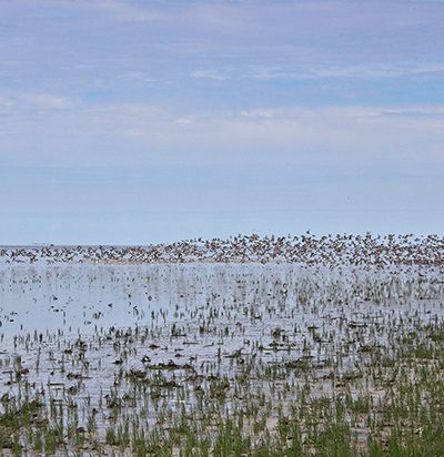 wandel excursie kwelder westhoek