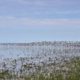 wandel excursie kwelder westhoek