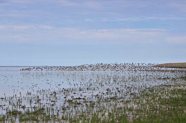 wandel excursie kwelder westhoek