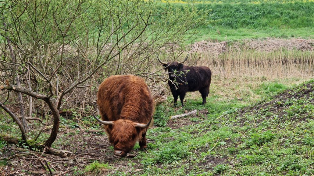 Schotse hooglanders