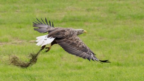 Bericht: Nestgeur…!