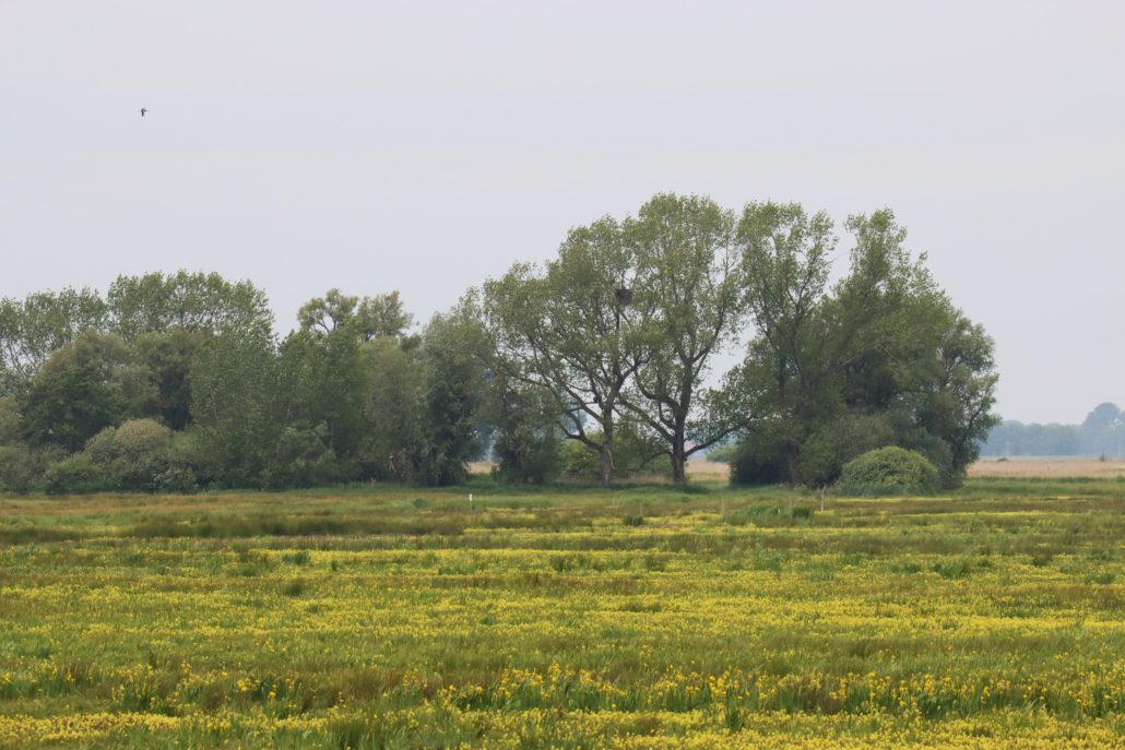 De Alde Feanen