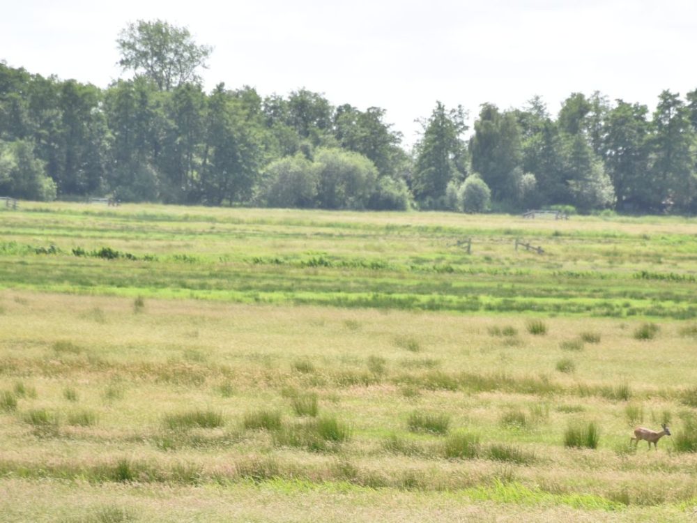 Trouwe Ledendag It Fryske Gea