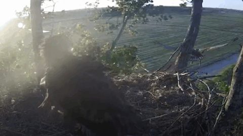 Bericht: Eerste zeearendjong De Alde Feanen vertrekt