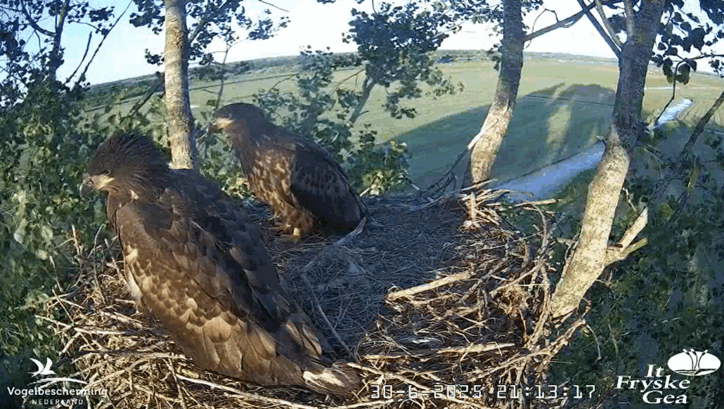 Zeearend jongen op het nest
