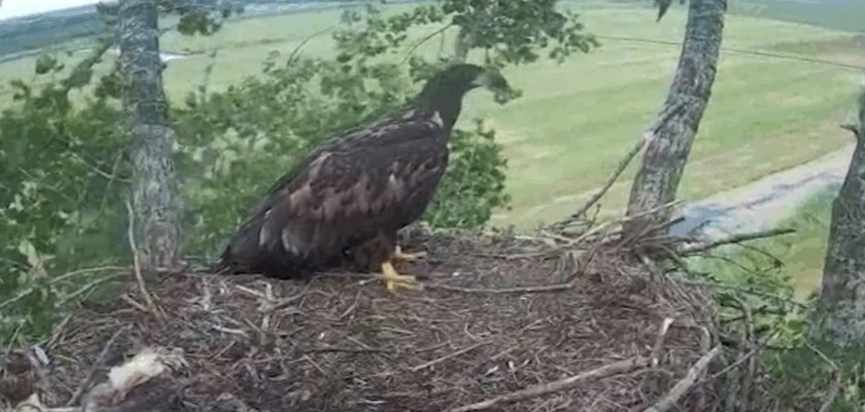Laatste zeearend op nest