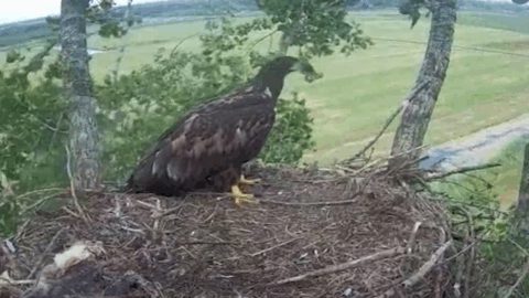 Bericht: Tweede zeearendjong uitgevlogen