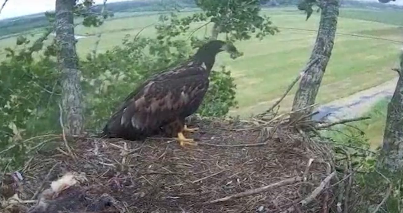 Laatste zeearend op nest