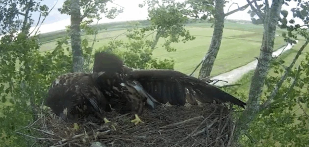 Zeearend terug op nest