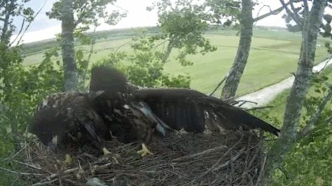 Bericht: Uitgevlogen jong komt terug op nest