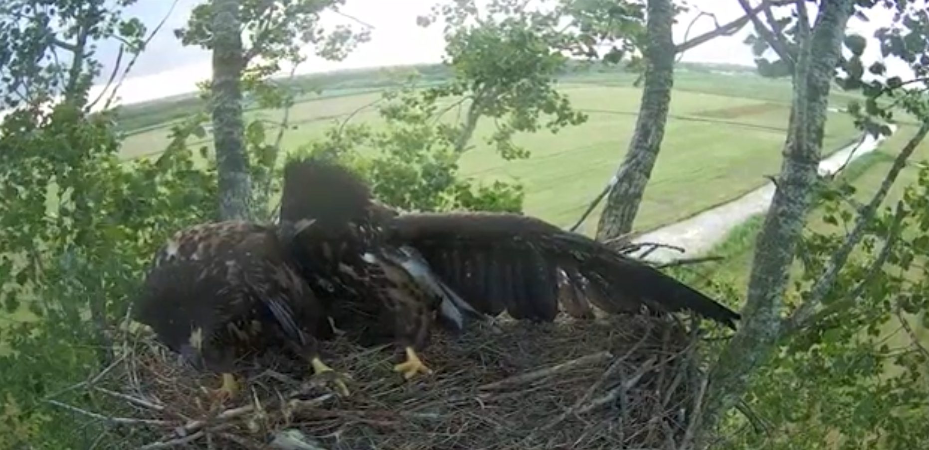 Zeearend terug op nest