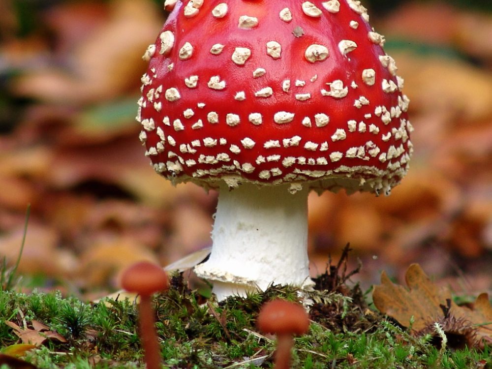 Paddenstoelenwandeling