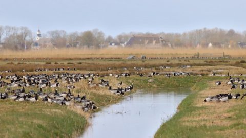 : Weidevogels terug in Eanjumerkolken