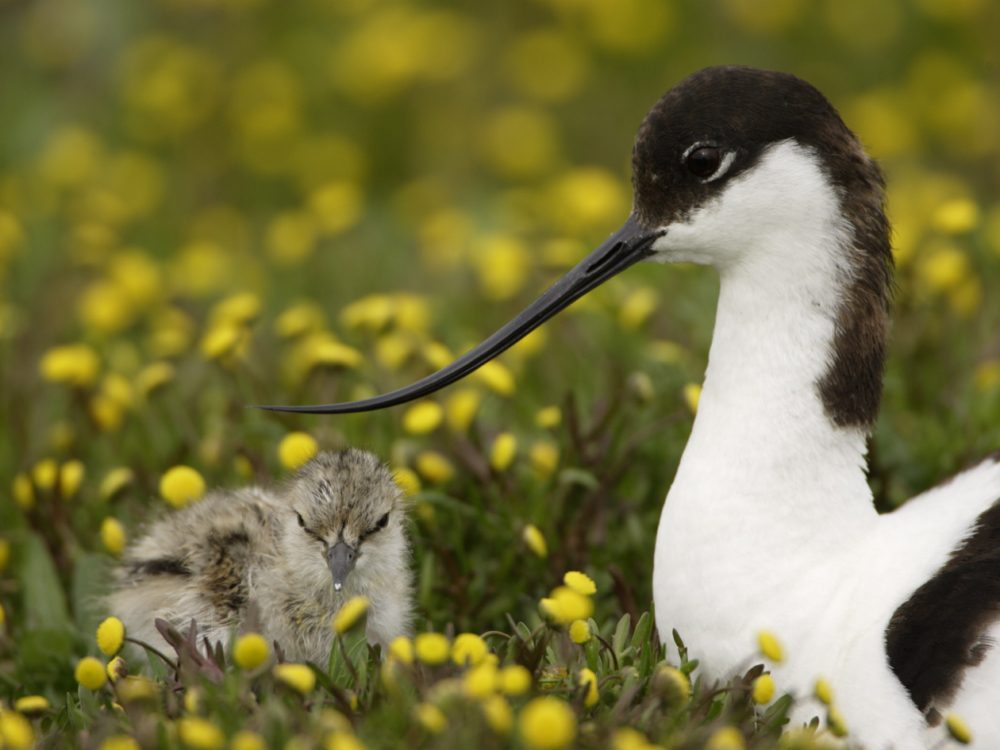 kluut op nest met jong
