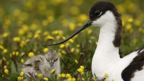 kluut op nest met jong