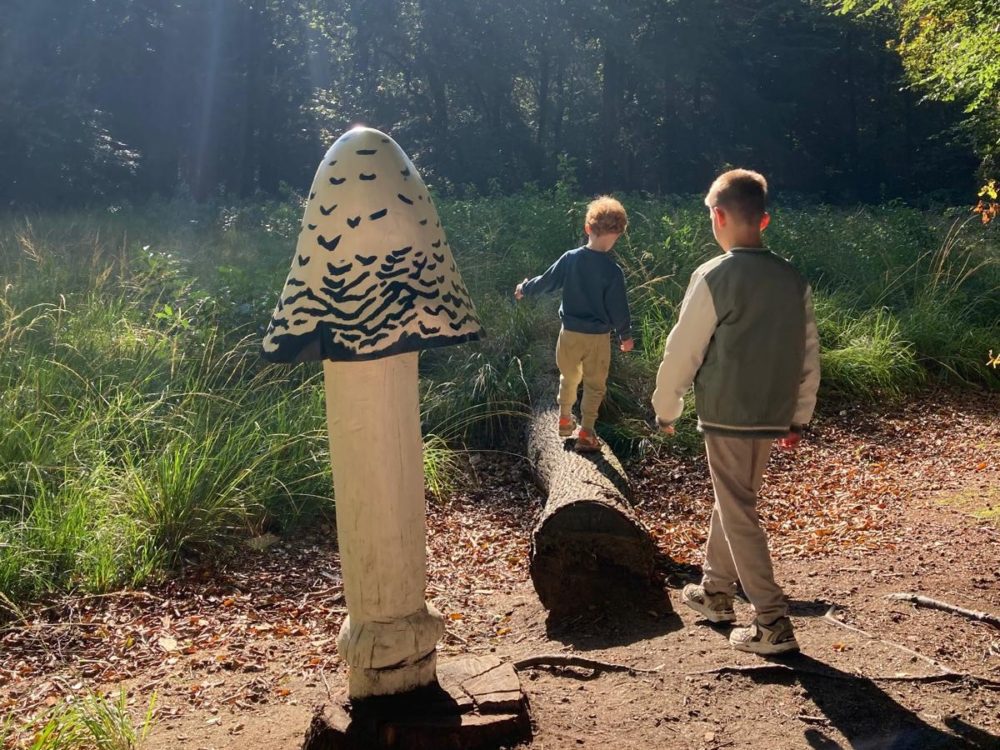 Paddenstoelenroute - inktzwam Rysterbosk Paddenstoelenroute