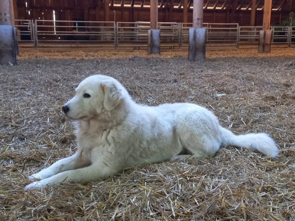 Kuddebeschermingshonden Kuddebeschermingshonden