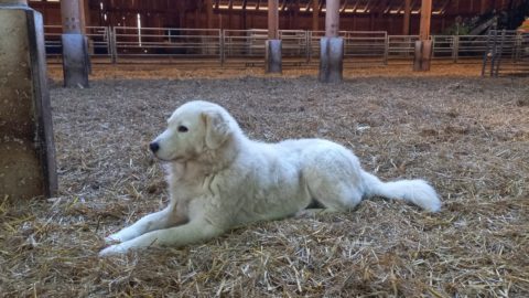 Kuddebeschermingshonden