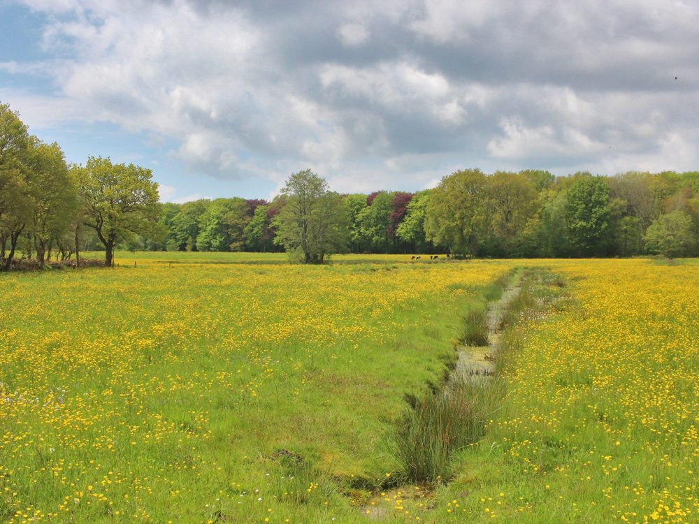 Rikkinge Es Rikkinge Es