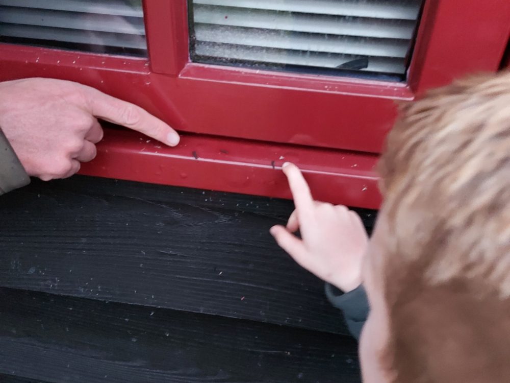 Vleermuzienpoep Geareporter Noah