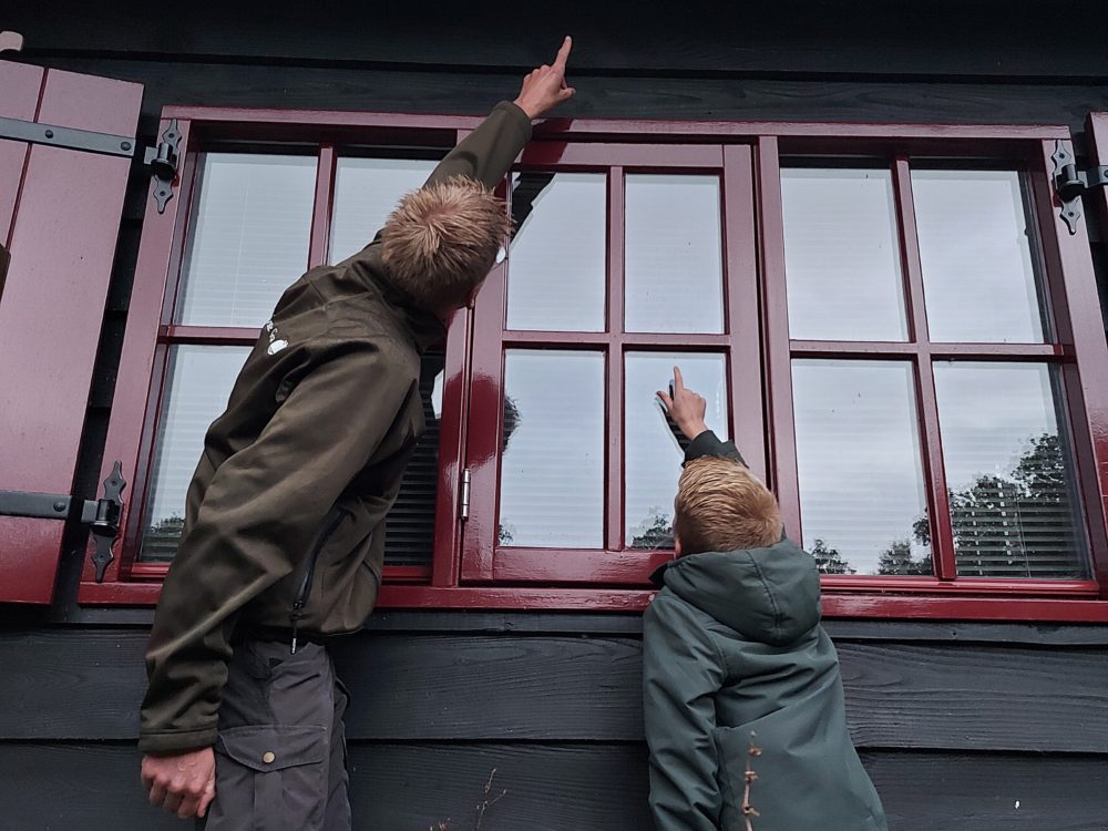 Wyldskoarre vleermuizen