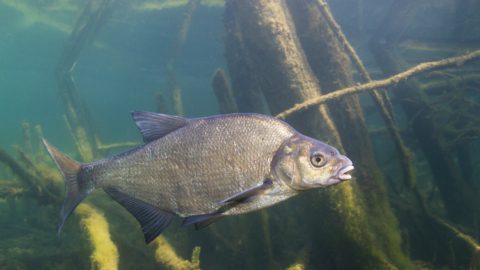 Bericht: Unieke onderwaterbeelden uit vislift Bouwepet