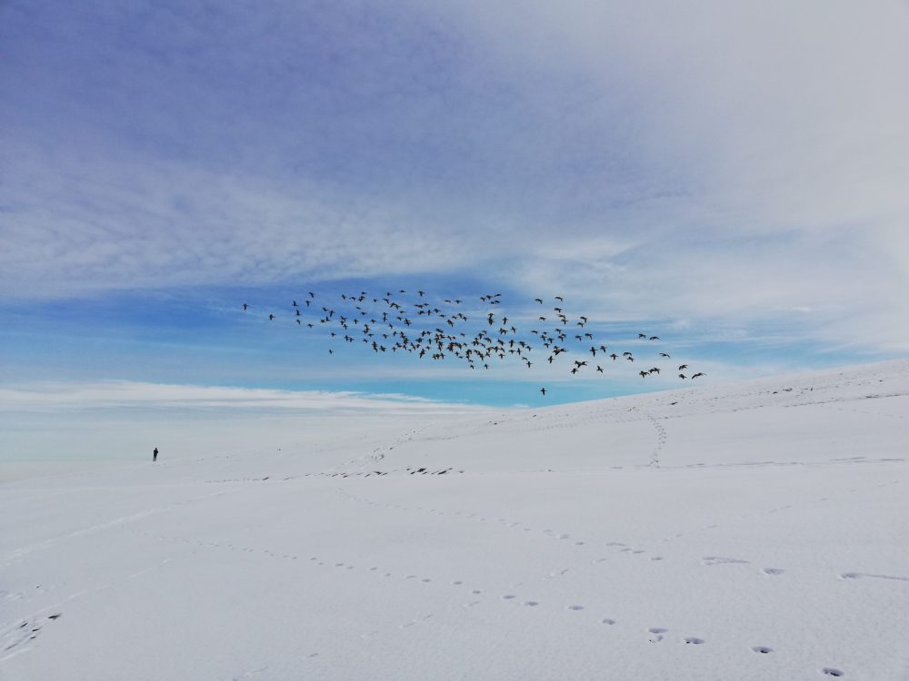 Fleane oer in wite wrâld