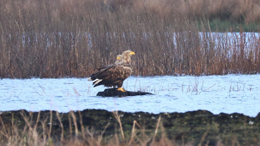 Zeearend paar Alde Feanen
